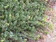 Arctostaphylos uva-ursi 'Point Reyes'