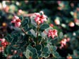 Arctostaphylos uva-ursi 'Point Reyes'