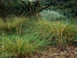 Carex tumulicola