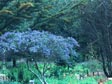 Ceanothus 'Concha'