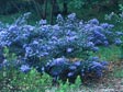 Ceanothus impressus 'Vandenberg'