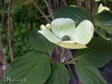 Cornus nuttallii