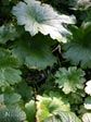 Darmera peltata