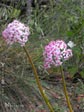 Darmera peltata