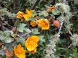 Fremontodendron 'Western Hills'