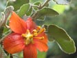 Fremontodendron californicum ssp. decumbens