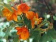 Fremontodendron californicum ssp. decumbens