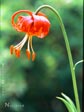 Lilium pardalinum