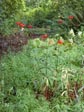 Lilium pardalinum