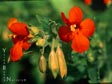 Mimulus cardinalis