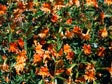 Mimulus 'Cutting Edge'