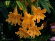 Mimulus longiflorus