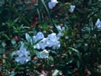 Mimulus - White