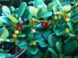 Rhamnus californica 'Leatherleaf'