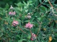 Salvia leucophylla