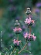 Salvia leucophylla