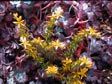 Sedum spathulifolium 'Blood Red'