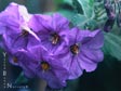 Solanum wallacei