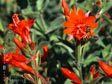 Epilobium 'Brilliant Smith' - (Zausch.)