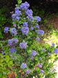 Ceanothus 'Julia Phelps'