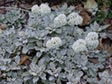 Eriogonum latifolium