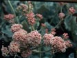 Eriogonum latifolium