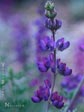 Lupinus albifrons var. collinus