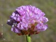 Armeria maritima