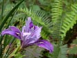 Iris macrosiphon 'Mt. Madonna'