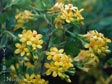 Ribes aureum