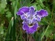 Iris 'Idylwild'