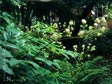 Aralia californica