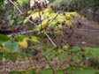 Aralia californica