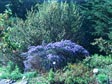 Ceanothus 'Wheeler Canyon'