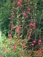 Clarkia unguiculata