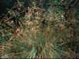 Festuca californica 'Serpentine Blue'