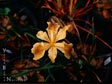 PCH Iris - Deep Gold