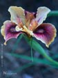 PCH Iris - Deep Gold