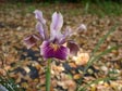 PCH Iris - Deep Gold