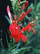 Lobelia cardinalis