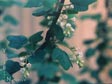 Ribes indecorum