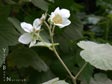 Rubus parviflorus