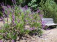 Trichostema lanatum