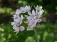 Allium unifolium