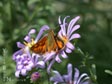 Aster chilensis