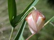 Calochortus albus