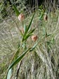 Calochortus albus