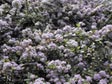 Ceanothus gloriosus 'Fallen Skies'