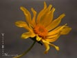 Coreopsis maritima