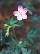 Geranium californicum